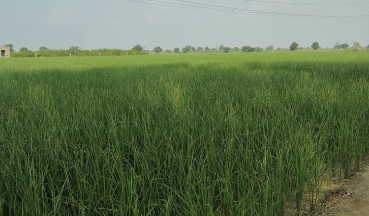 Paddy harvesting begins; staff deployed across villages to prevent stubble burning.
