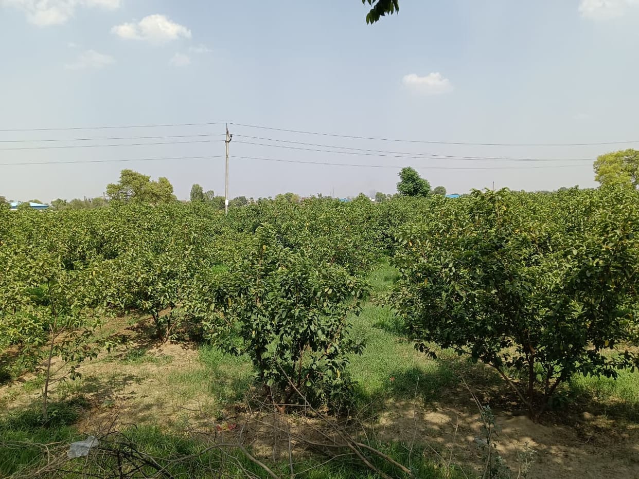 Farmers will get a subsidy of up to Rs 42,000 in two years for planting fruit orchards