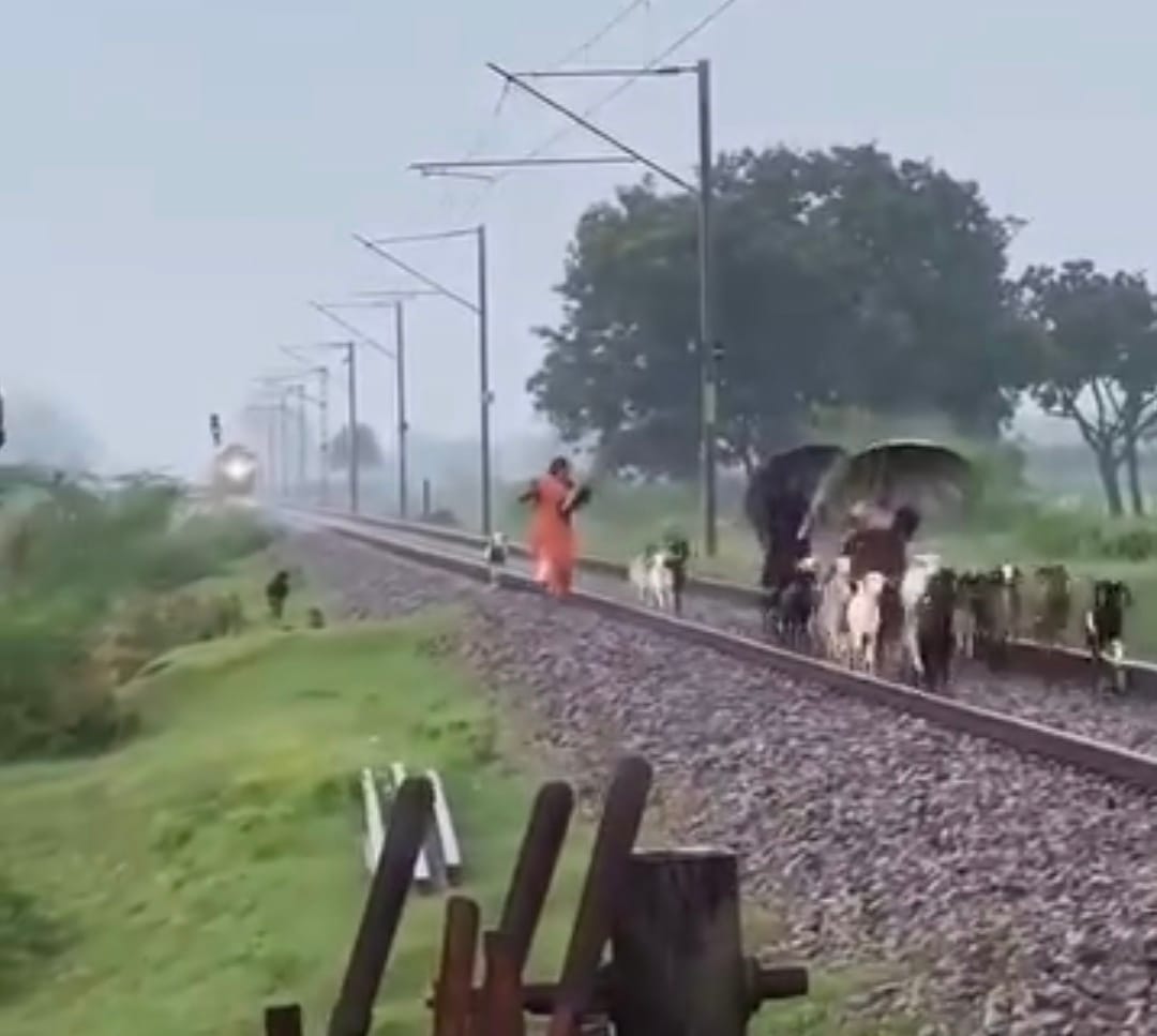 25 goats killed after being hit by an Intercity train.
