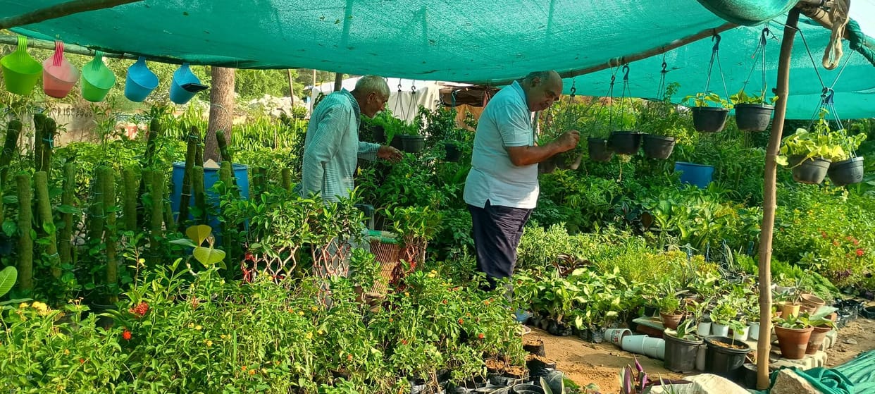 Scanty rainfall impacts nursery business