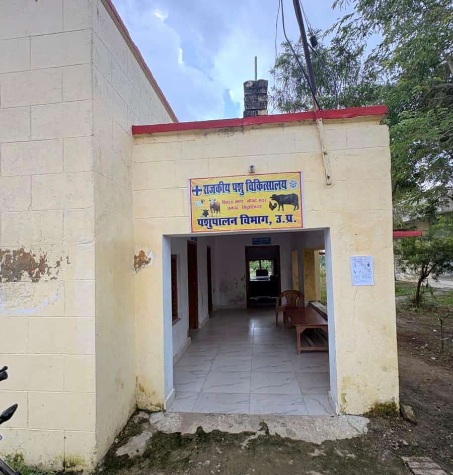Siddharthnagar News: Risk of Lumpy virus rises; vaccination of livestock begins in border areas