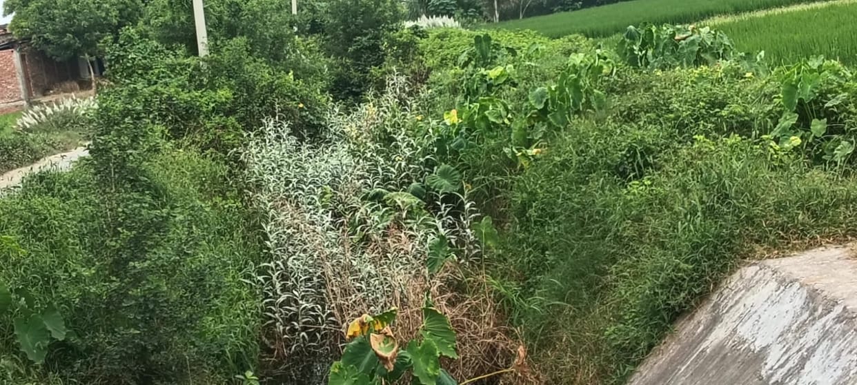 Six crore rupees lost in the undergrowth; water failed to reach the tail-ends of several canals.