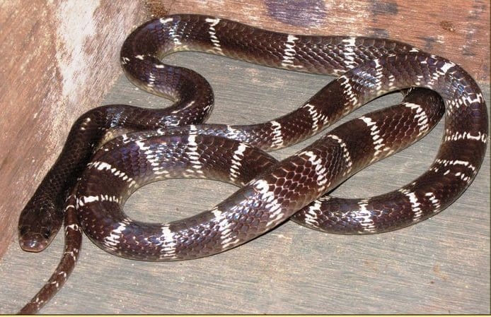 Korba: Venomous Common Krait Found in Police Lines, Panic Among Families; Rescue Team Safely Captures Snake