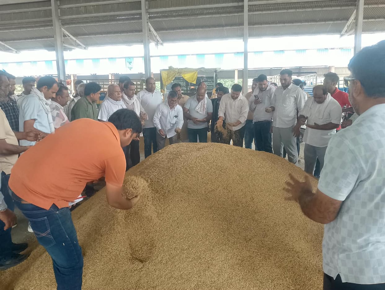 1509 and coarse paddy varieties have arrived at the mandis; farmers are distressed by the low rates offered in private procurement.