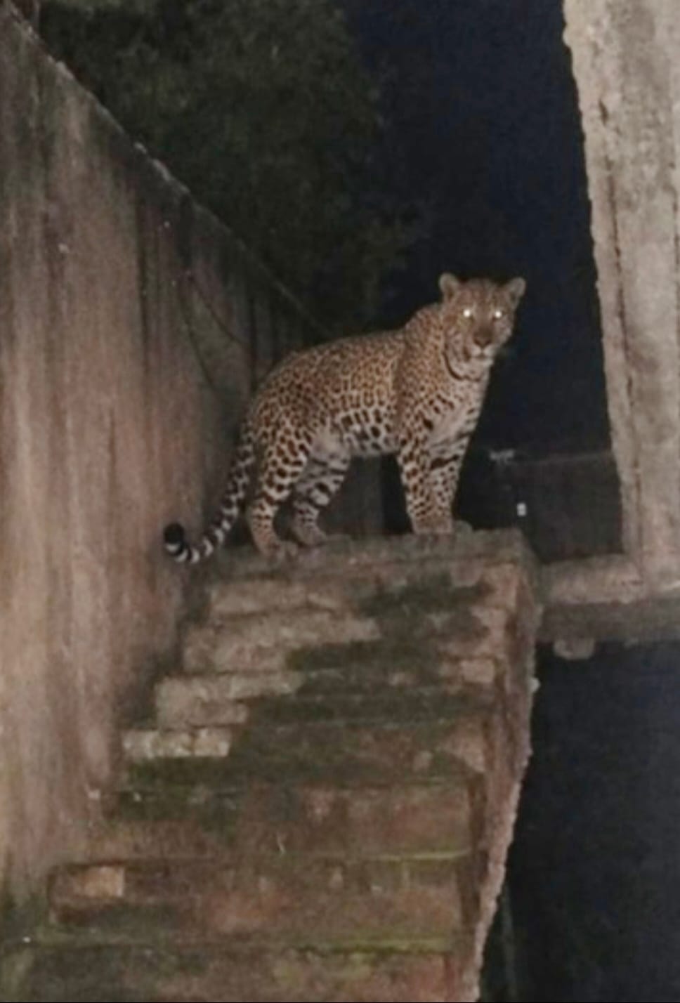 A shadow of death entered homes in Dausa at midnight a panther leapt over the wall