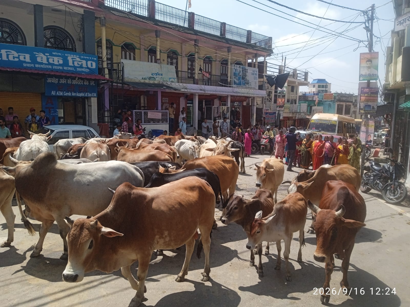द्वाराहाट के त्रिमूर्ति चौक पर लावारिस मवेशियों के साथ प्रदर्शन करतीं महिलाएं। संवाद