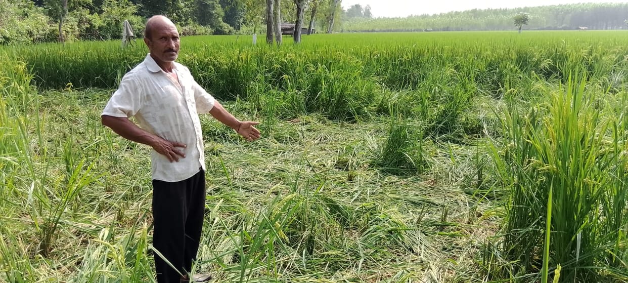 Rampage by elephants continues in Araiyanwala; crops trampled.
