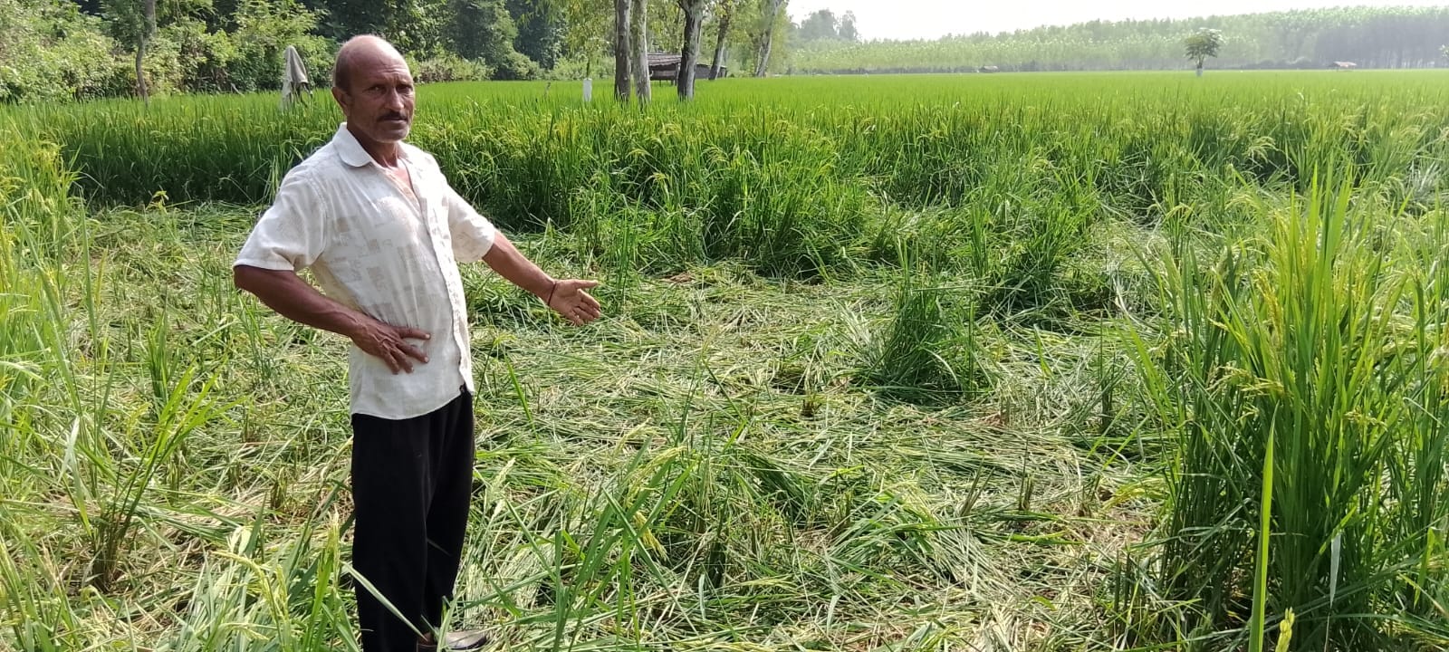 अराइयांवाला में हाथियों द्वारा नष्ट की गई फसल को दिखाते किसान। स्वयं
