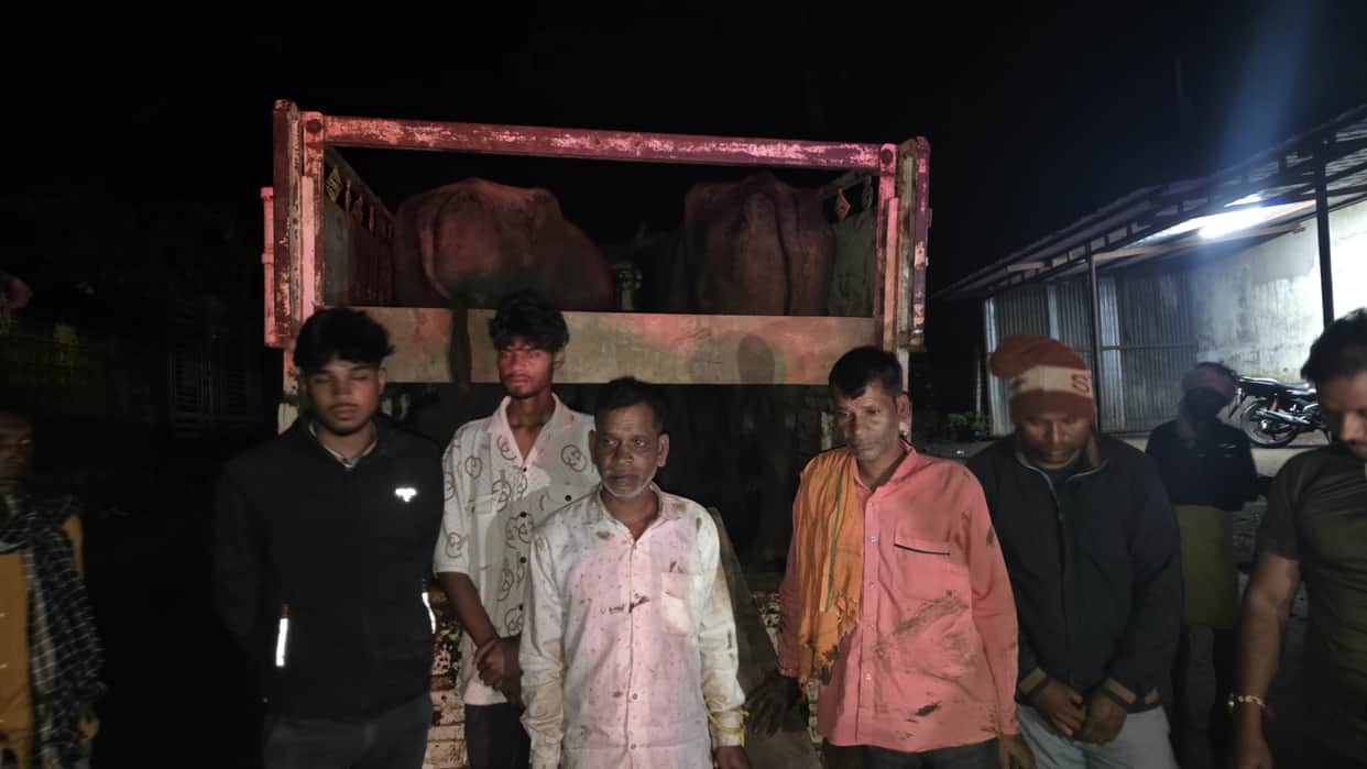 Gaurela-Pendra-Marwahi: 8 Cattle Rescued from Illegal Transport, 5 Held; Assets Worth Rs 12.30 Lakh Seized