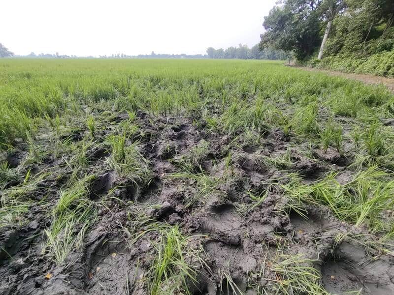Elephants chased away surveillance teams and trampled farmers' paddy crops.