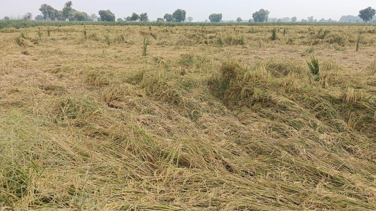गांव भोडिया खेड़ा के पास तेज हवा व बारिश से बिछी धान की फसल। 