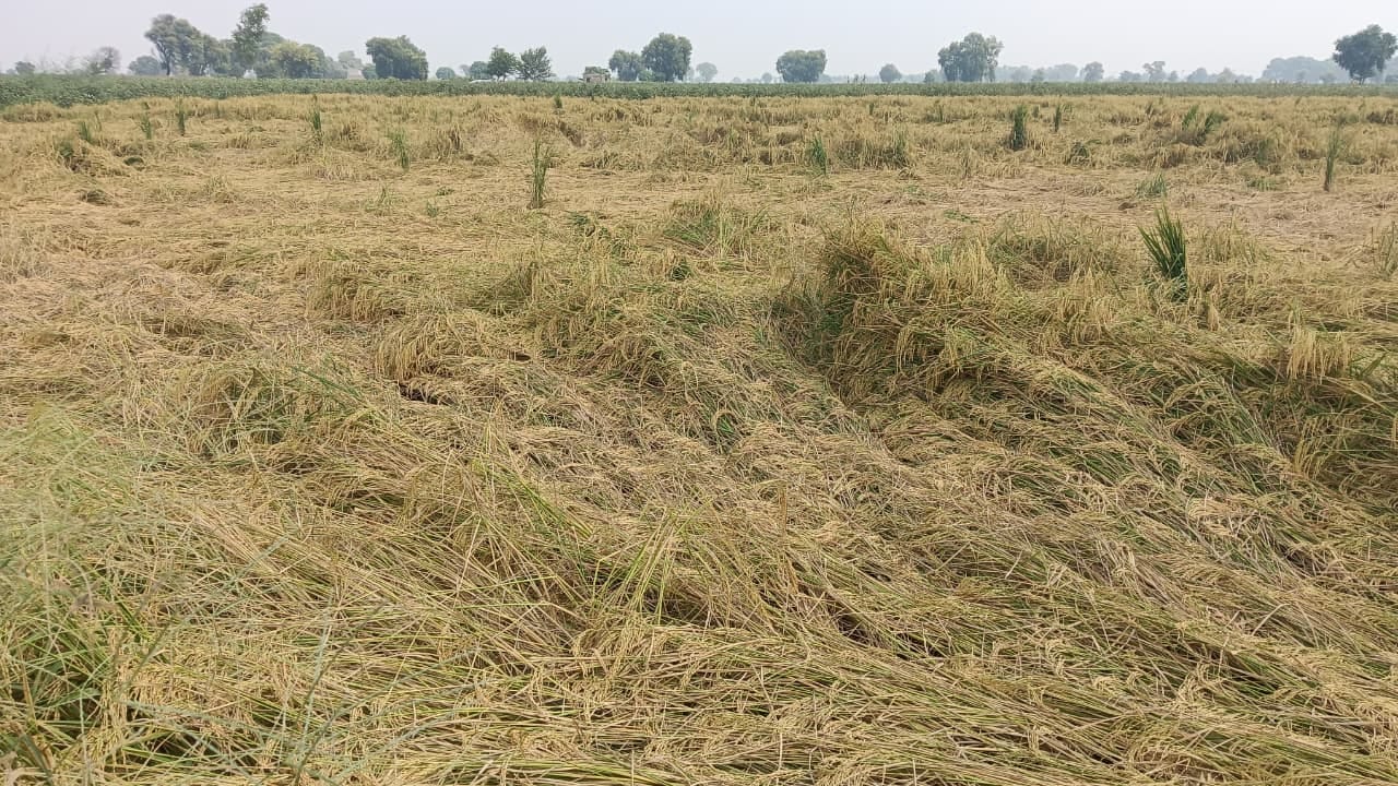 गांव भोडिया खेड़ा के पास तेज हवा व बारिश से बिछी धान की फसल। 
