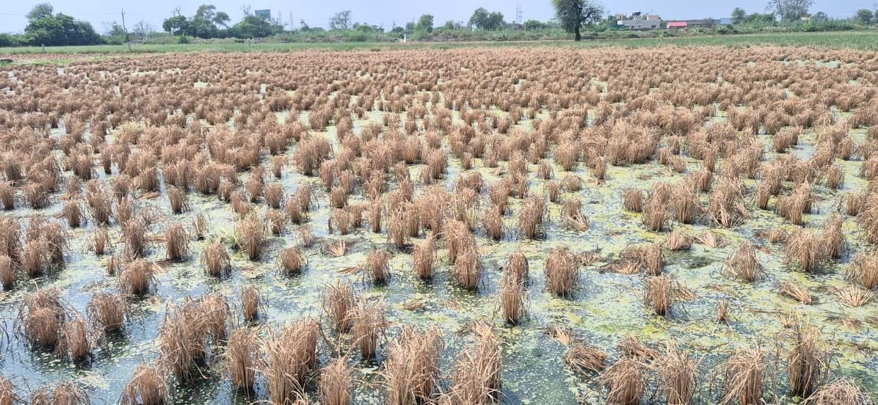 Rain's absence after August leaves 1,423 farmers' hopes withered in the fields.