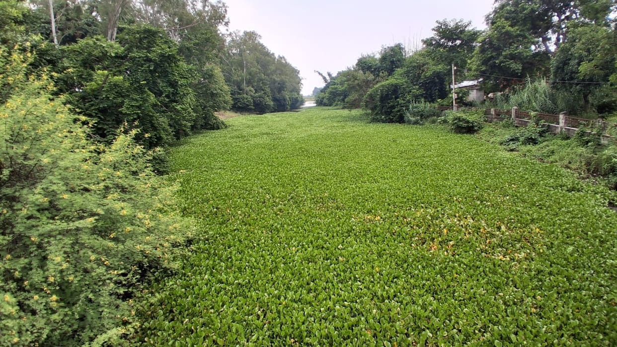 Pond cleaning exists only on paper; on the ground, the pond is choked with water hyacinth.