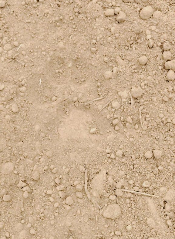 जरवा के हलौरा संग्रामपुर गांव में दिखा पगचिह्न। 