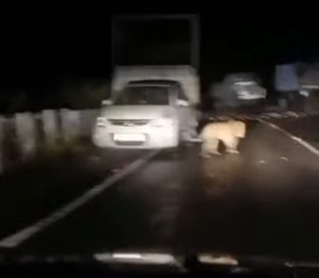 Panic after leopard sighting on the Hevna and Banaur-Khatwad road in the Giripar region.