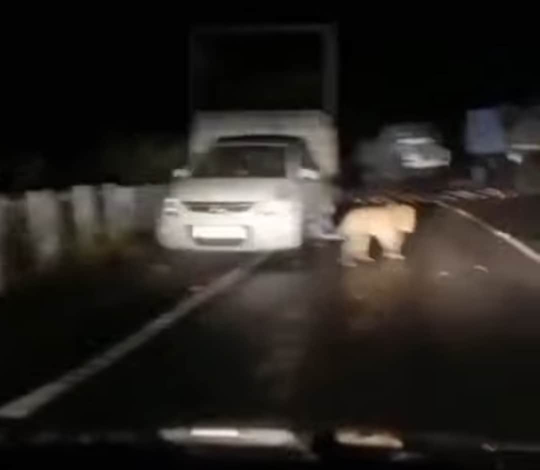 पांवटा साहिब शिलाई एनएच 707 पर हेवना माइनिंग चैक पोस्ट के समीप रात को सड़क पर तेंदुआ घूमते हुए।