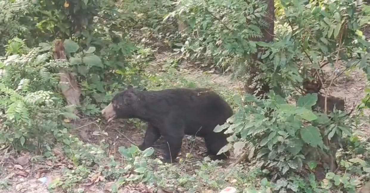A bear was seen walking on the roadside, commuters made a video