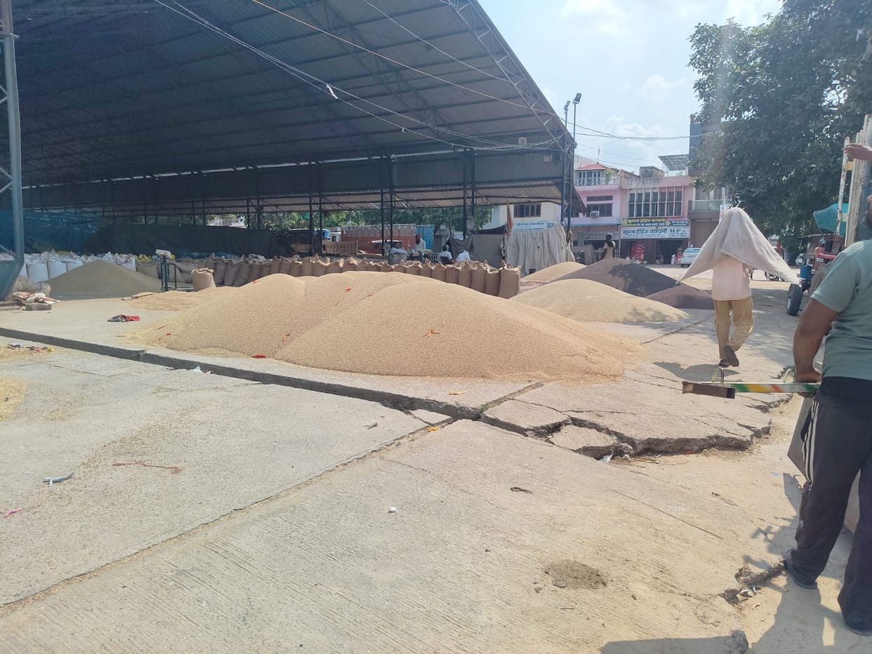 Arrival of pearl millet (bajra) increases in the grain market; 90 percent comes from Rajasthan; awaiting government procurement.