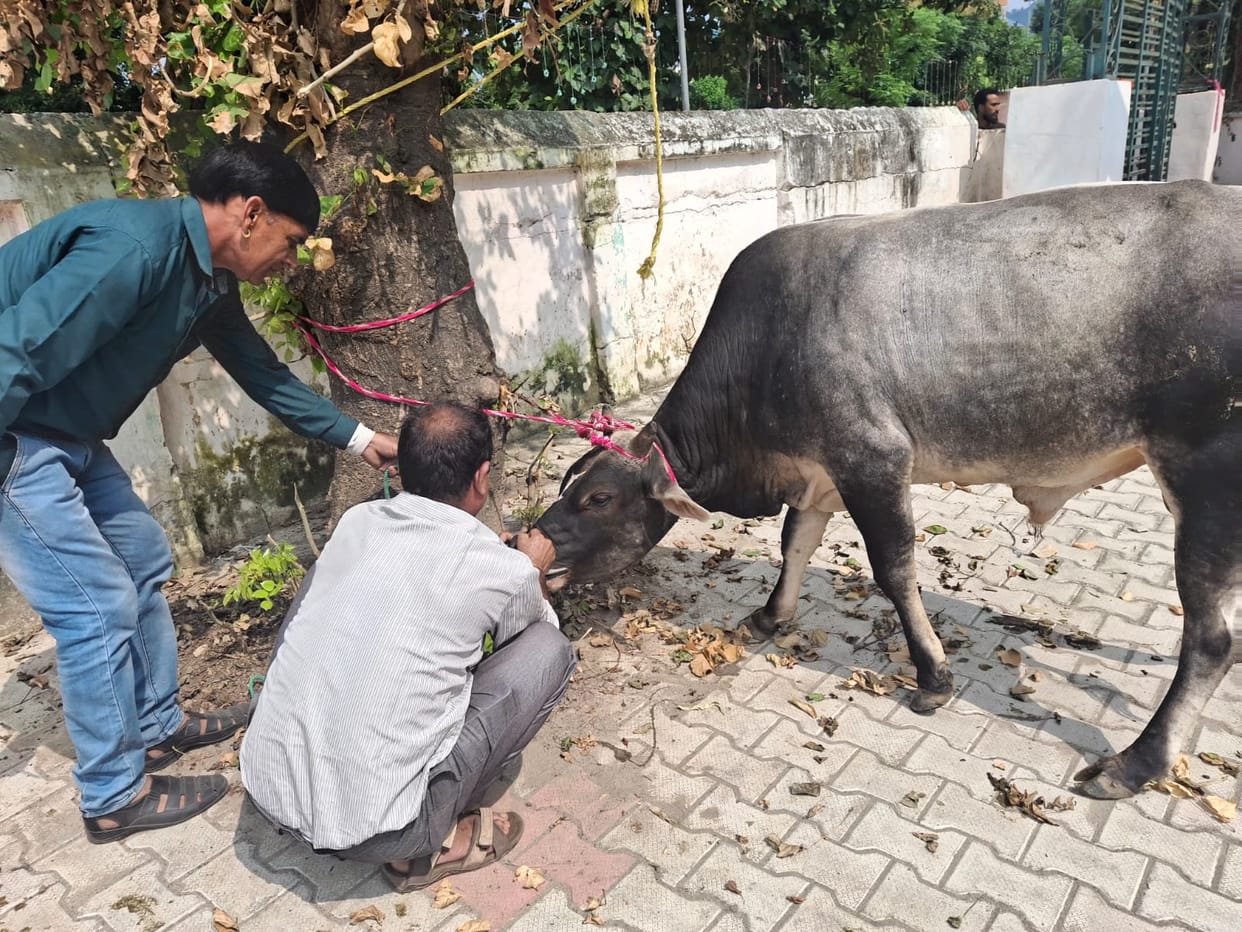 Risk of accidents rises due to stray cattle on roads; administration sends ten animals to a shelter.