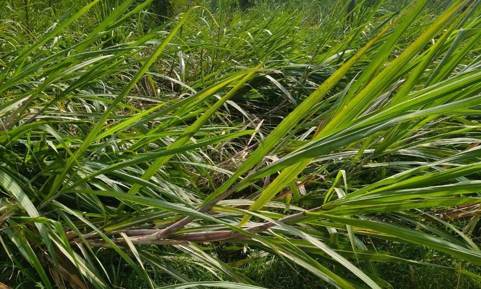 Weather takes a toll on sugarcane and paddy crops
