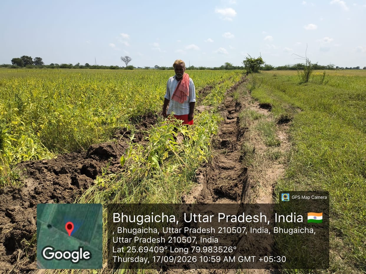 JCB used to destroy evidence of a scam; farmer's sesame crop ruined