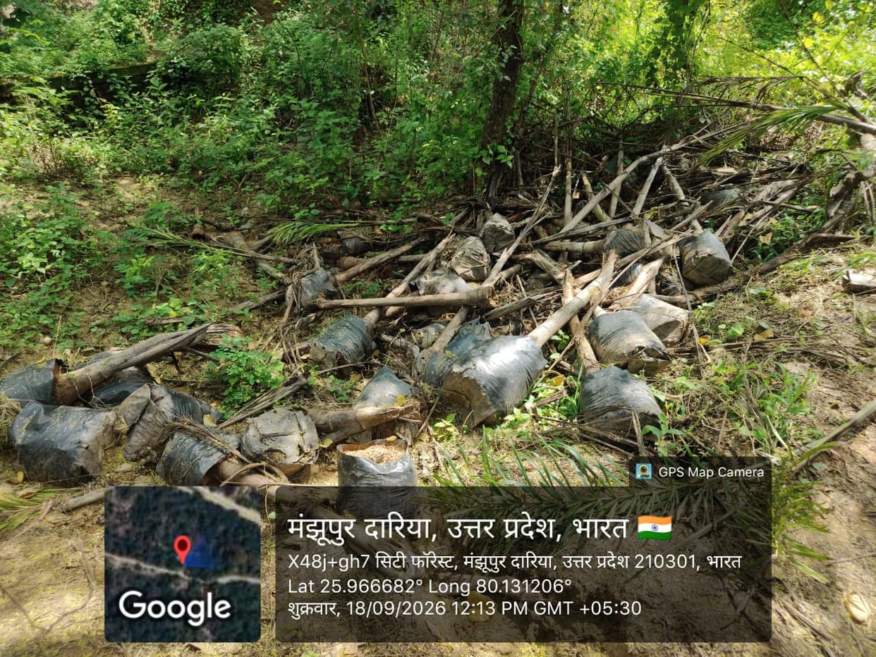 Hundreds of palm saplings brought to the City Forest for beautification have dried up
