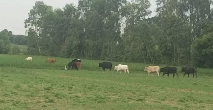 Stray animals camping from roads to fields.
