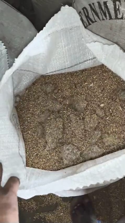 Rotted wheat sacks opened at the ration depot exposed the flaws in the system