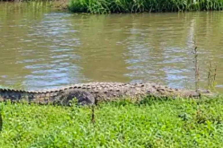 Crocodile spotted in Kevani River; panic among villagers.