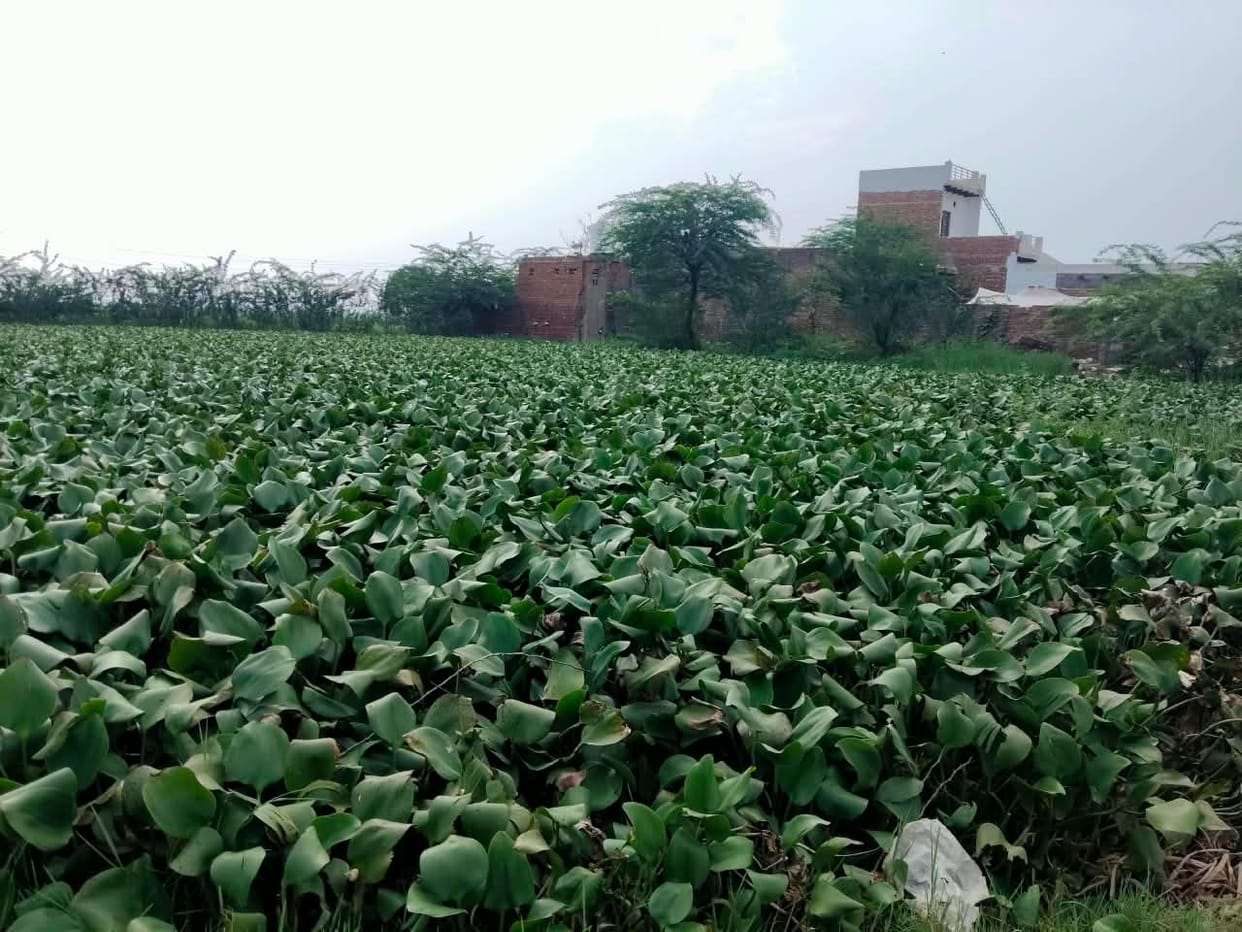 There is no water in the pond; garbage is accumulating instead.