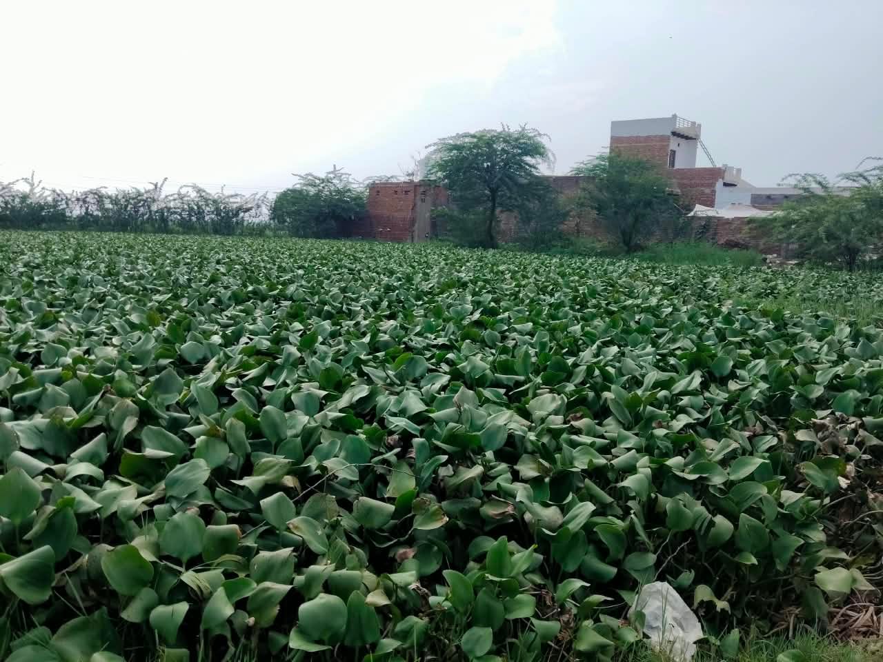 मेहंदीपुर गांव में बना तालाब संख्या - एक।