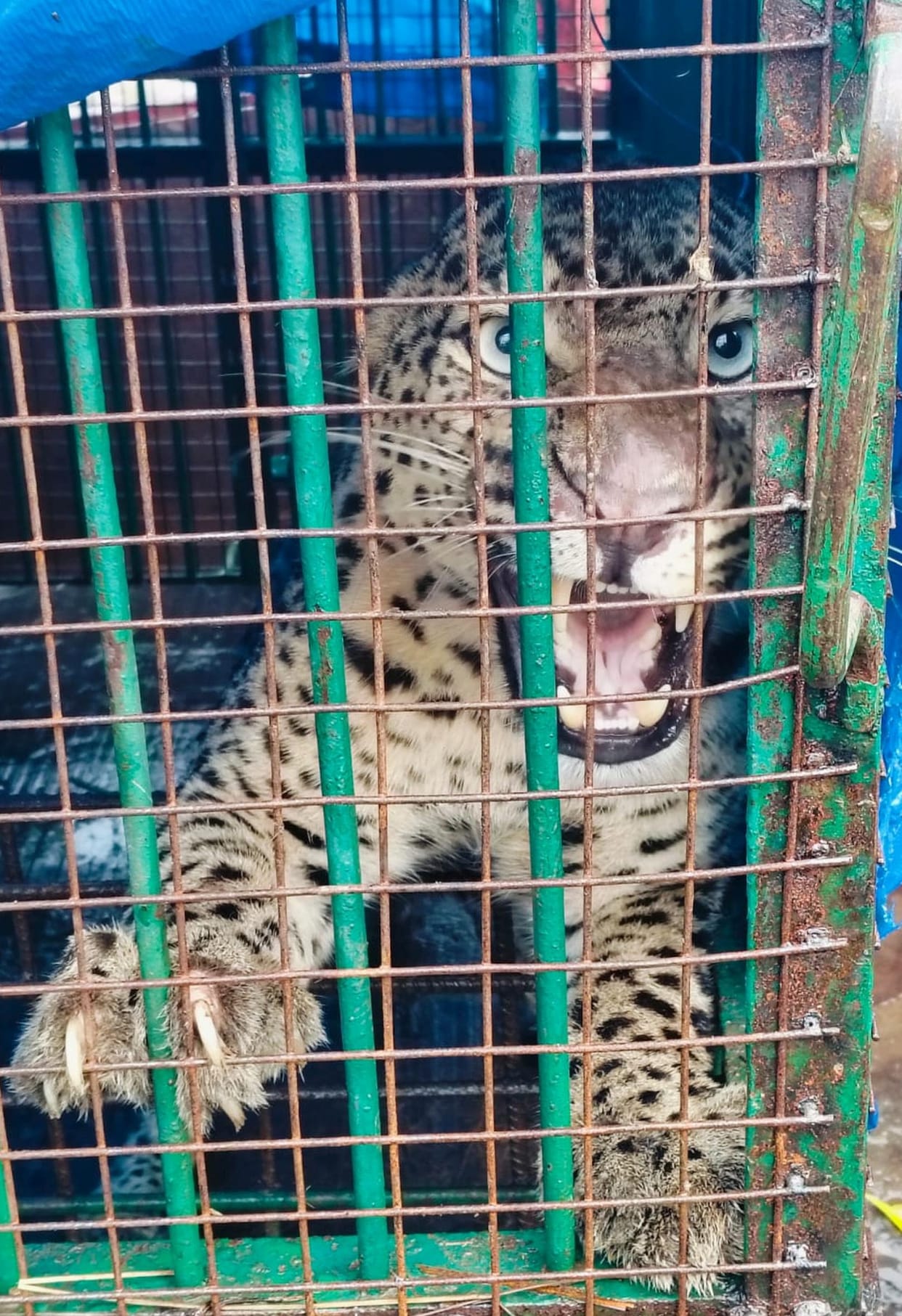 Female leopard captured in a cage near Bhainsa Budna village.