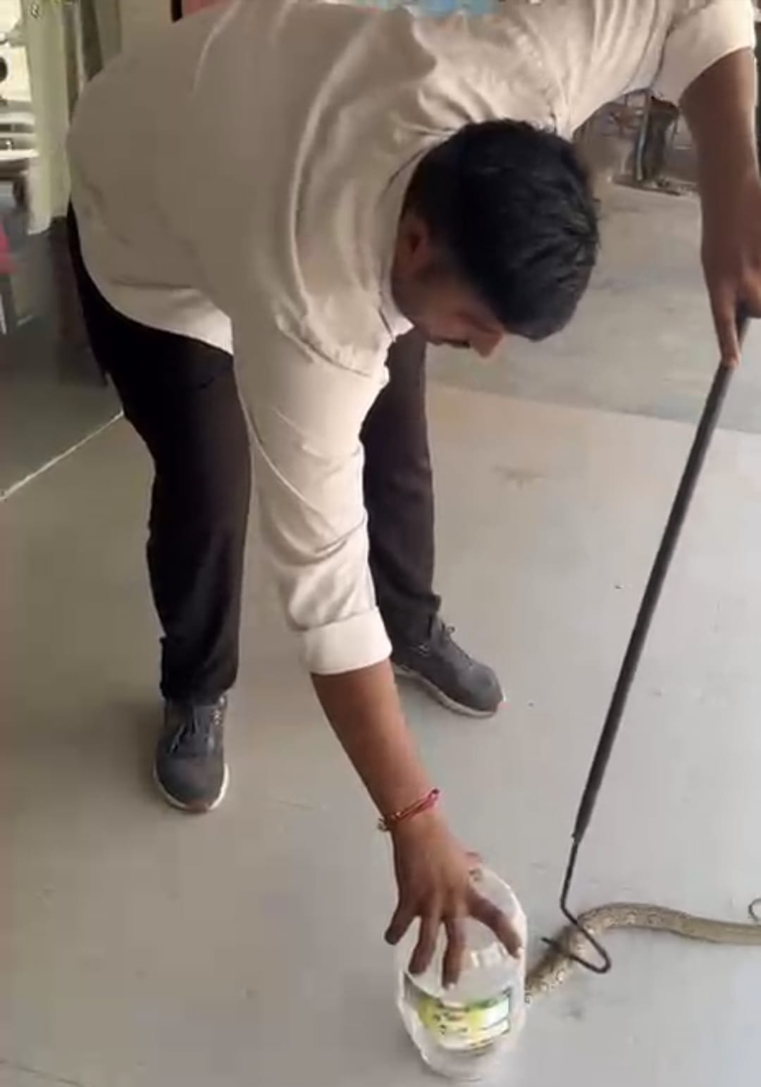 People panicked upon seeing a rat snake and a Russell's viper.