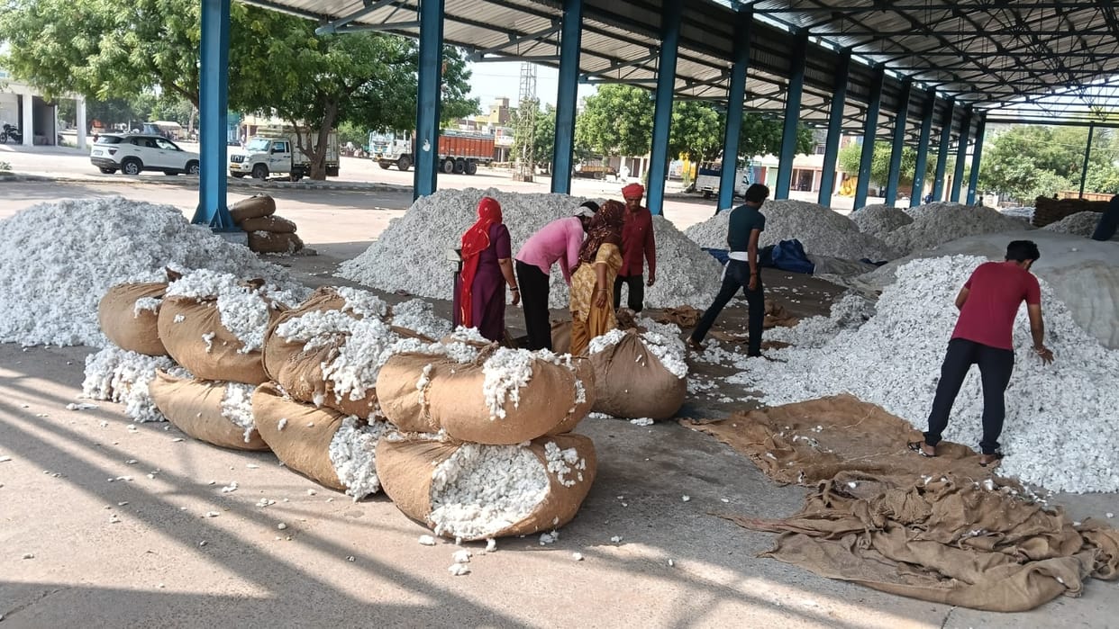 Arrival of pearl millet and cotton begins in the mandi; farmers distressed over not getting government-mandated prices