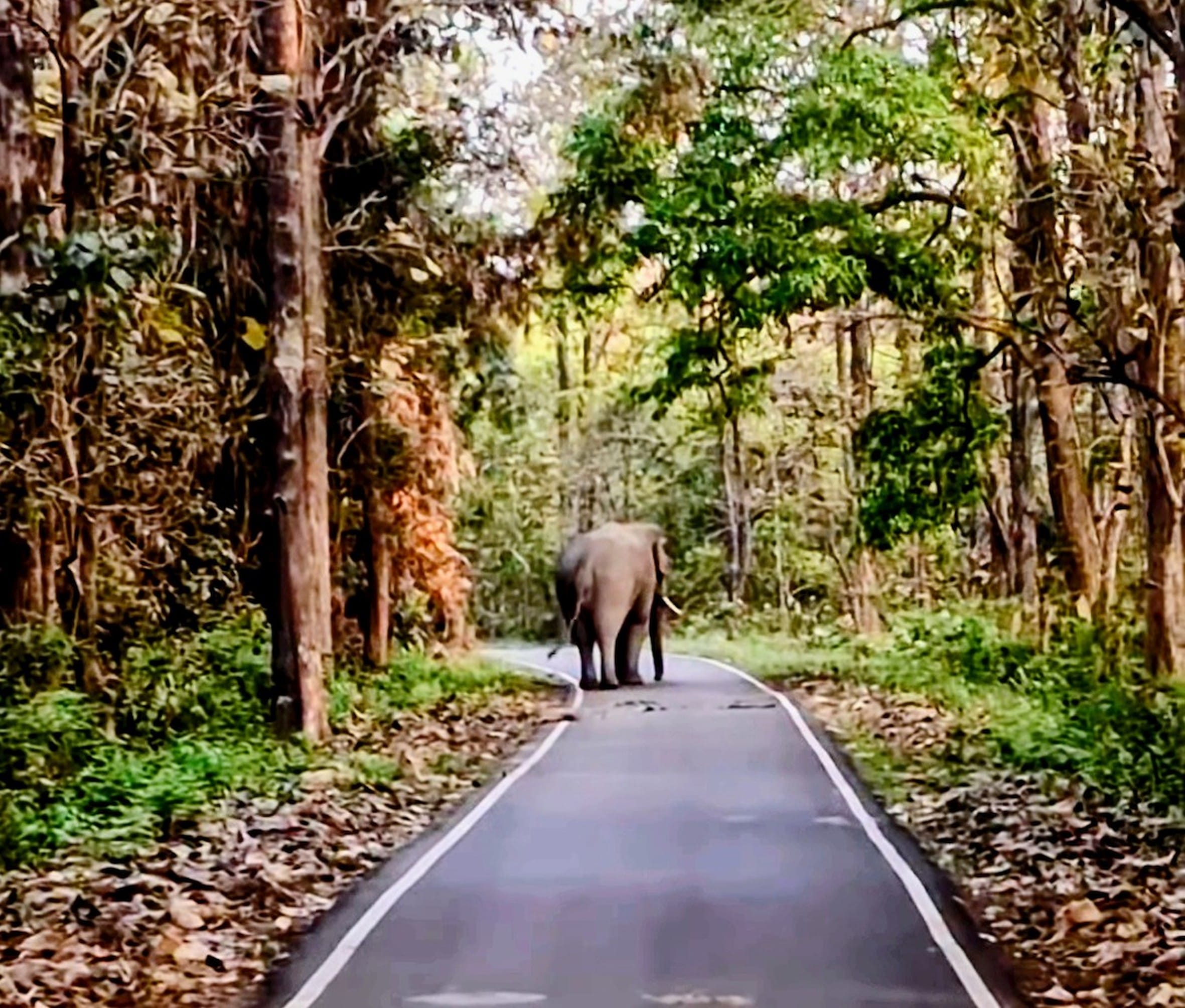 बिछिया-कतर्नियाघाट मार्ग पर रेलवे के 97 नंबर गेट के पास शुक्रवार देर शाम दिखा टस्कर।    - स्रोत
