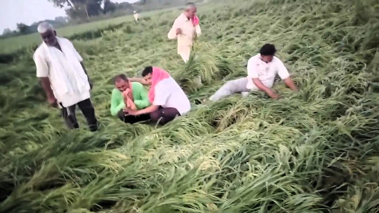 Ripe paddy and pearl millet crops flattened by storms and rain; farmers left in tears.