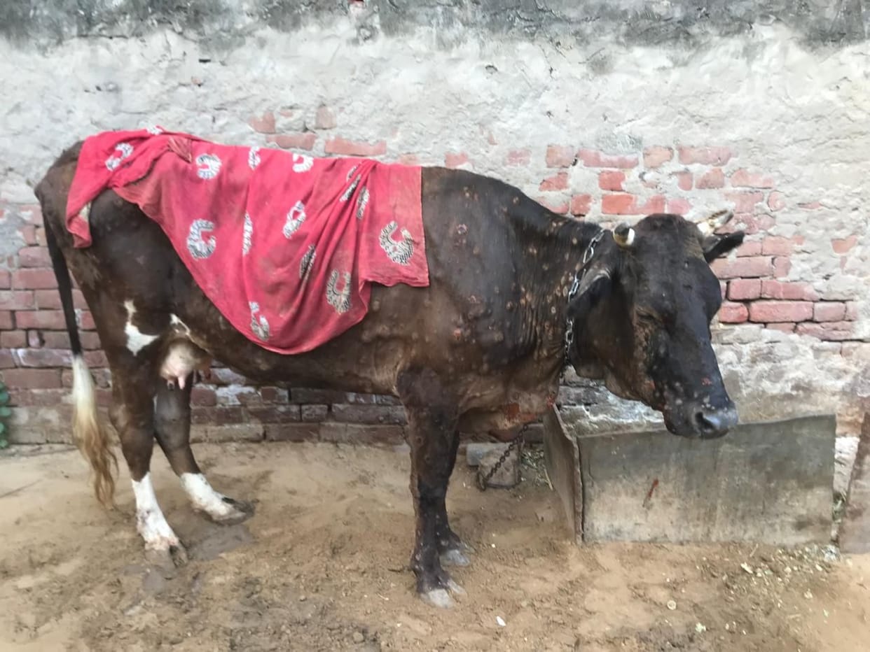 Four cattle contracted Lumpy virus in Hudina even after vaccination; the
