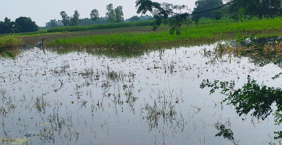 फोटो 37: बिलग्राम के कटरी इलाके में खेतों में भरा पानी। संवाद