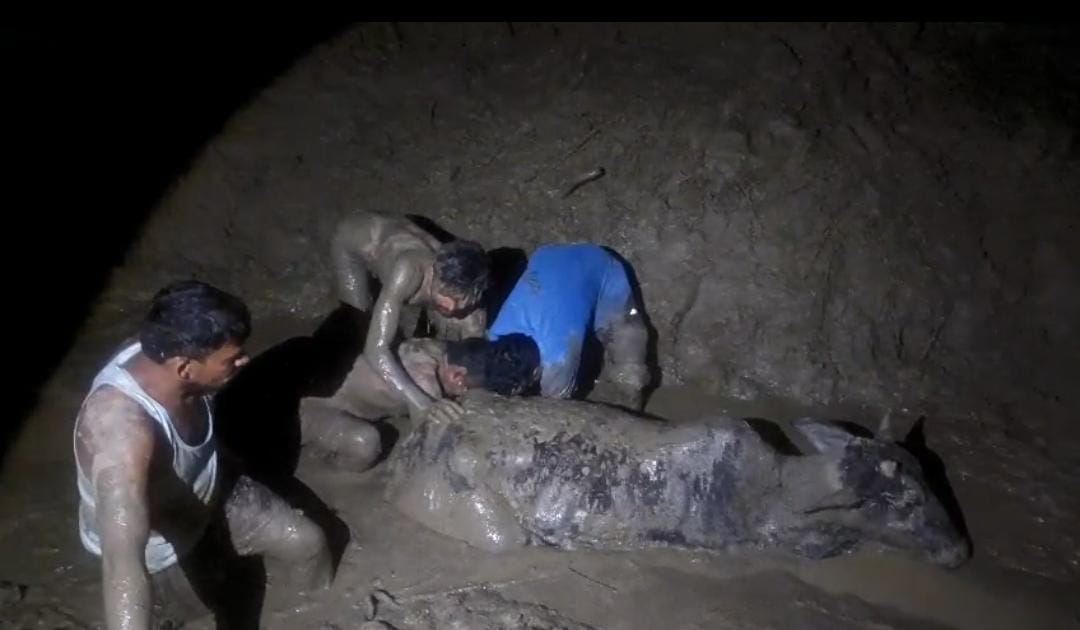 Cattle stuck in a swamp; rescued after six hours of strenuous effort.