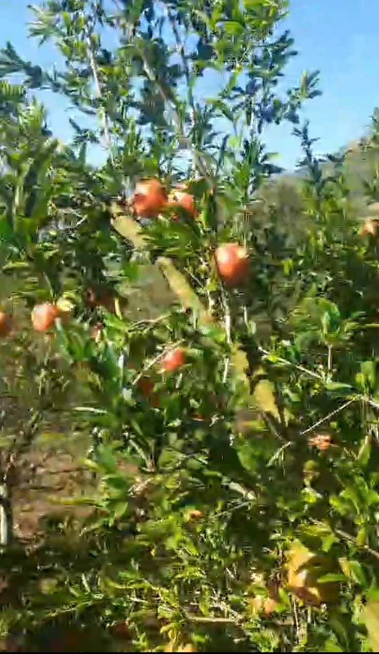 Migratory birds are destroying the pomegranate crop.