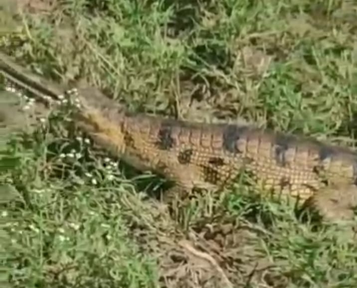 Gharial spotted at Semarha Ganga Ghat; panic ensues