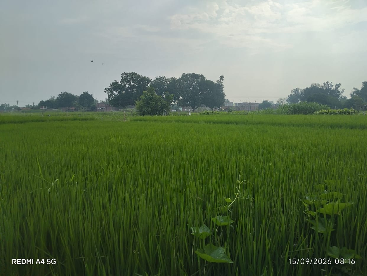 Crops at risk due to changing weather