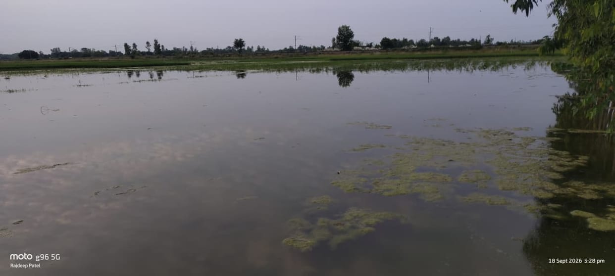 Farmers' dreams drowned in waterlogging