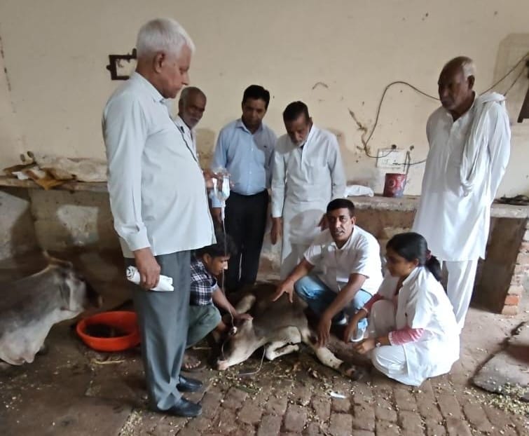 महम गेट स्थित गोशाला में लंपी से पीड़ित गोवंश का जायजा लेते पशु चिकित्सक व गोशाला प्रबंधक सदस्