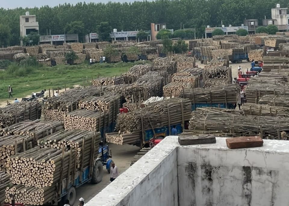 मानकपुर मंडी में खड़ी पॉपुलर से लदी ट्रालियां। आर्काइव