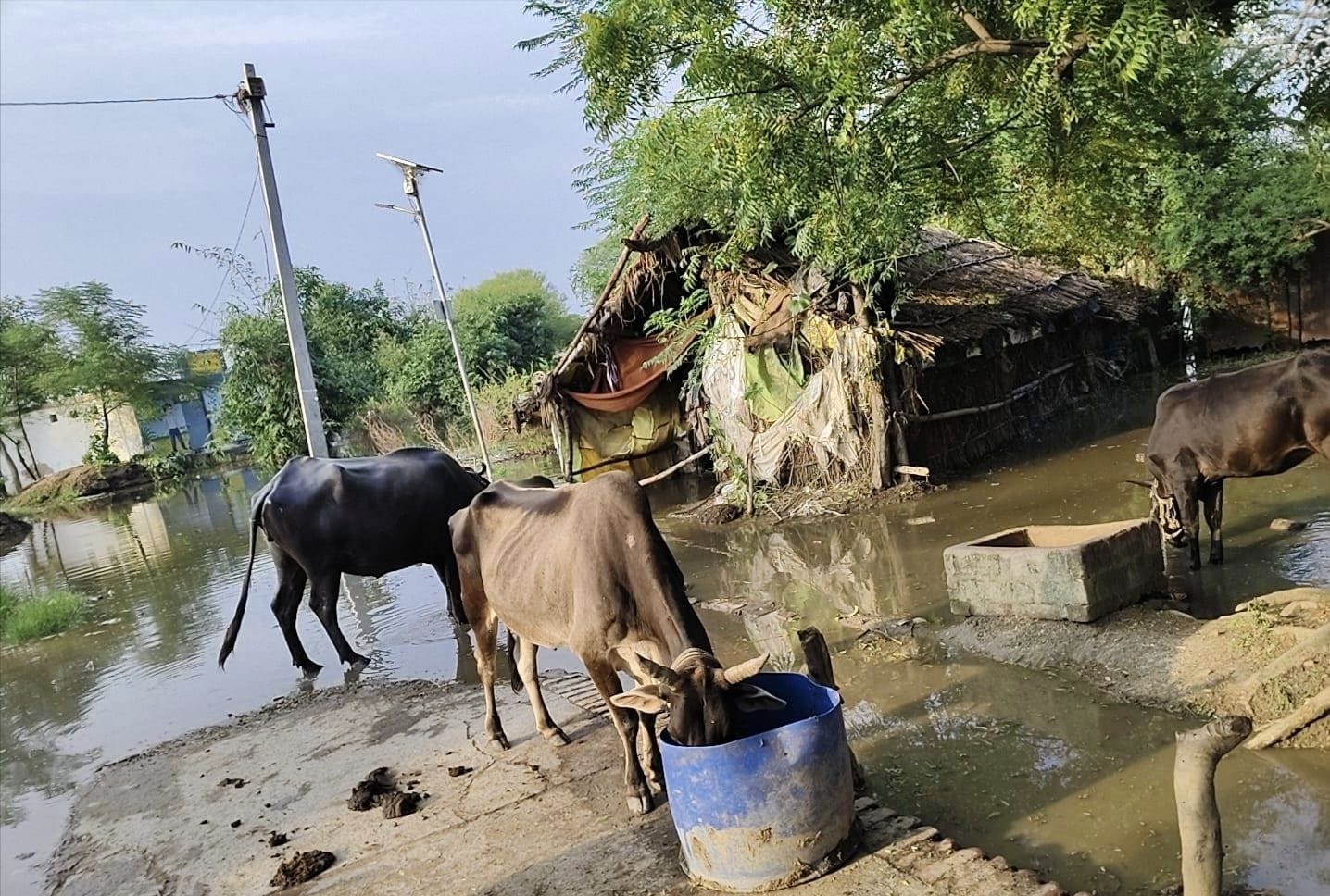 पानी से घिरा गंजमुरादाबाद का लोनारी गांव। स्रोत: ग्रामीण