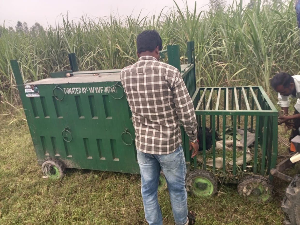 Tiger spotted chasing cattle; video goes viral, villagers live in fear.