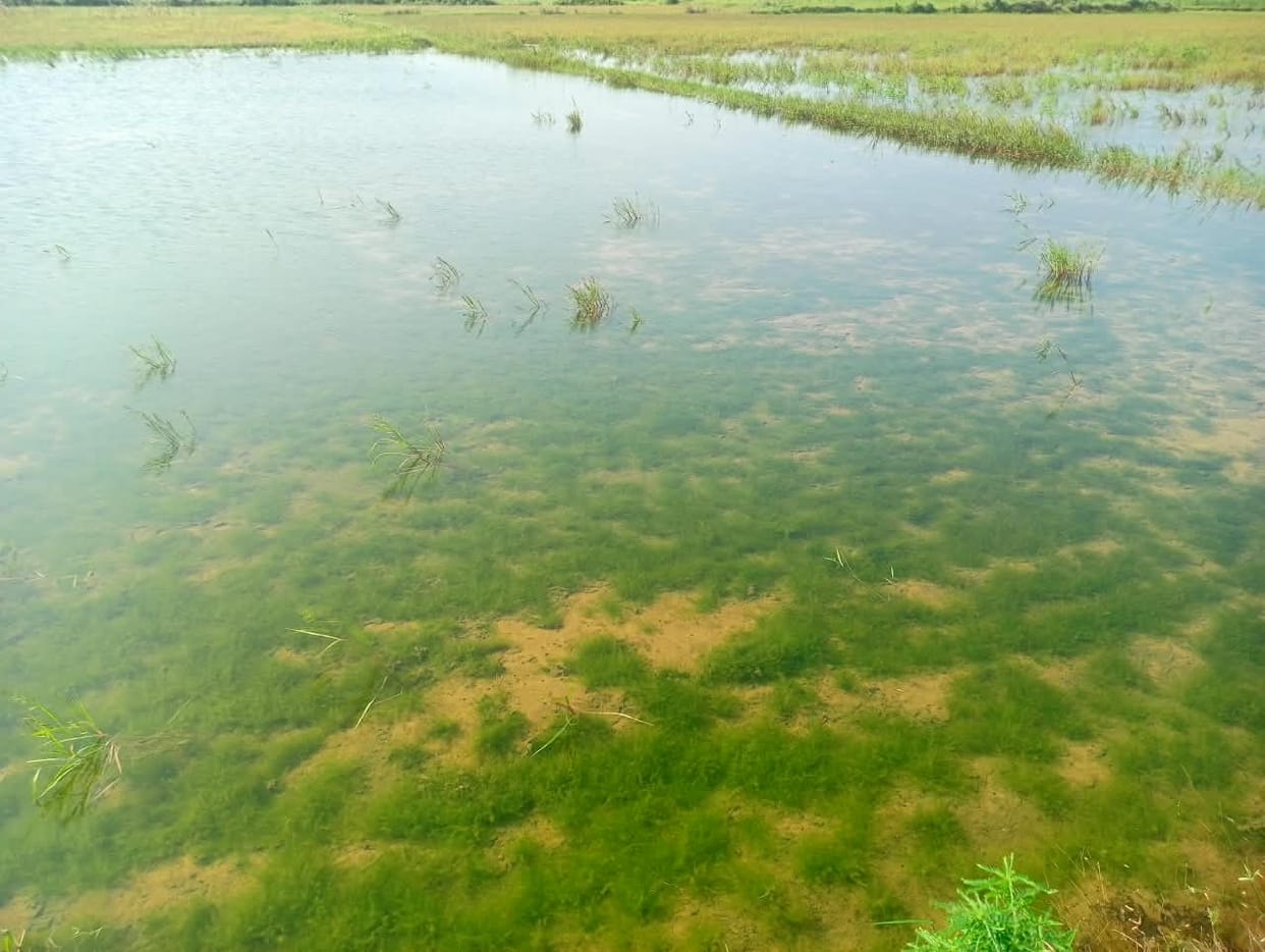 Farmers troubled by the problem of waterlogging.