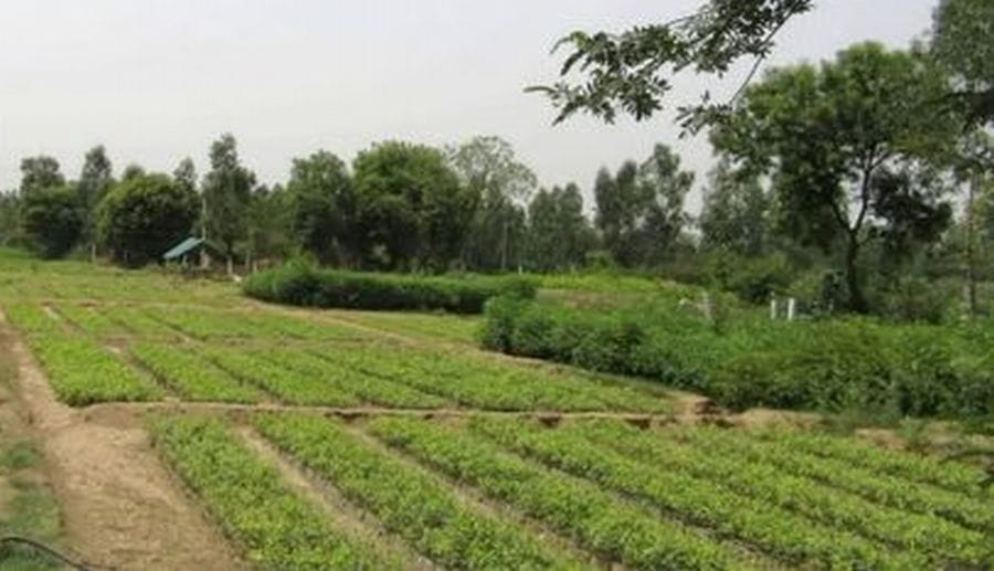 Preparations underway to make the district green... New saplings will be prepared in eight nurseries at a cost of Rs 2.13 crore.